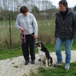 charnyeduc-border_collie-isis-03
