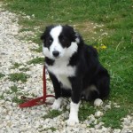 charnyeduc-border_collie-jade-05