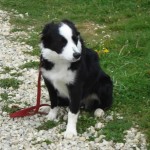 charnyeduc-border_collie-jade-07