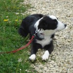 charnyeduc-border_collie-jade-09