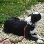 charnyeduc-border_collie-jade-11