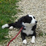 charnyeduc-border_collie-jade-13