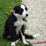 charnyeduc-border_collie-jade-17