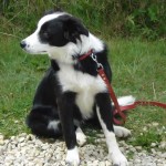 charnyeduc-border_collie-jade-19