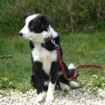 charnyeduc-border_collie-jade-21