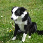 charnyeduc-border_collie-jade-23