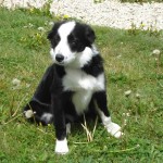 charnyeduc-border_collie-jade-25