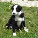 charnyeduc-border_collie-jade-25