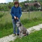 charnyeduc_dogue-allemand-03
