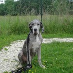 charnyeduc_dogue-allemand-11