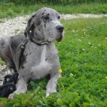 charnyeduc_dogue-allemand-19