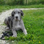 charnyeduc_dogue-allemand-21