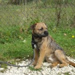 charnyeduc-border-terrier-09