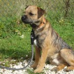 charnyeduc-border-terrier-11