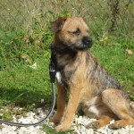 charnyeduc-border-terrier-13