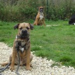 charnyeduc-border-terrier-19