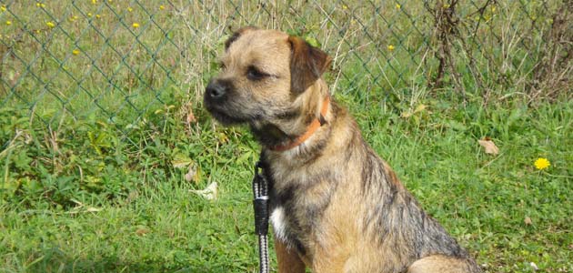 Education Border Terrier