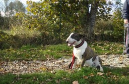 charnyeduc-bull-terrier-05