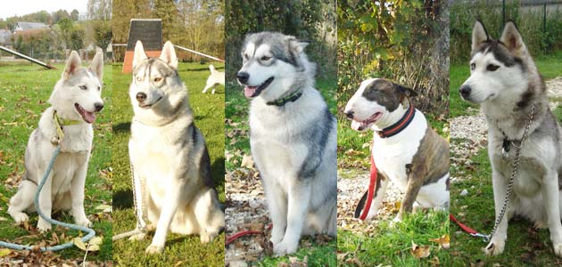 Dressage d’une meute de chiens nordiques