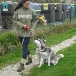 charnyeduc-husky-siberien-01