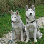 charnyeduc-husky-siberien-03