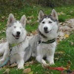 charnyeduc-husky-siberien-05