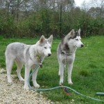 charnyeduc-husky-siberien-09