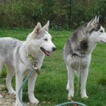 charnyeduc-husky-siberien-11