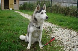 charnyeduc-husky-siberien-15