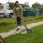 charnyeduc-husky-siberien-19