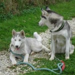 charnyeduc-husky-siberien-21