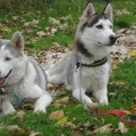 charnyeduc-husky-siberien-23