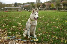 charnyeduc-husky-siberien-27