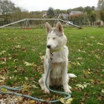 charnyeduc-husky-siberien-29