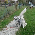 charnyeduc-husky-siberien-37