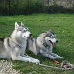 charnyeduc-husky-siberien-39