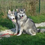 charnyeduc-husky-siberien-41