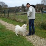 charny_educ-Samoyede-02