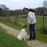 charny_educ-Samoyede-04