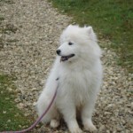 charny_educ-Samoyede-06