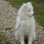 charny_educ-Samoyede-08