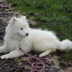 charny_educ-Samoyede-10