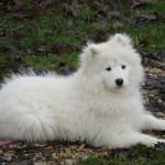 charny_educ-Samoyede-12