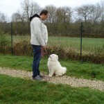 charny_educ-Samoyede-14