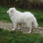 charny_educ-Samoyede-16