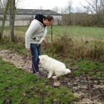 charny_educ-Samoyede-18