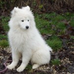 charny_educ-Samoyede-20