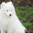 Education Samoyede (chien de traineau du grand nord)