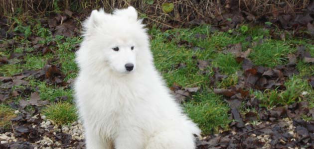 Education Samoyede (chien de traineau du grand nord)