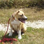 tyson-american-stafforshire-terrier-02